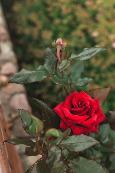 Zbliżenie Piękny Czerwony Kwiat Róży Kwitnący — Zdjęcie stockowe