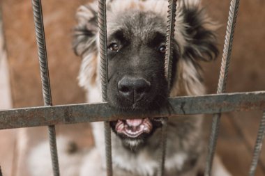 Hayvan barınağındaki köpek bir çiçeğin kafesinden bakar. Köpek, çiçeğe özgür bir yaşam umuduyla bakıyor. Köpek kafesten ayrıldığında gelecek olan yeni hayatın sembolü olarak bir çiçek.