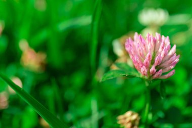 Çimlerde pembe renkli yaz çiçeği. Doku. makro çekim