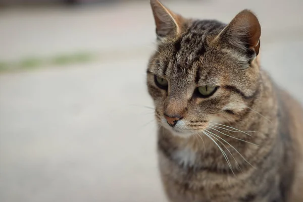 Retrato de un gato callejero que mira a la distancia —  Fotos de Stock