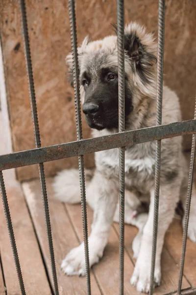 Hingheri 'nin yakaladığı şirin köpek, belediye binası tarafından sokak köpekleri ya da köpek sahipleri tarafından terk edilmiş köpekler için yapılmış bir barınakta tutuluyor. Çit örgülü ağ kafesi