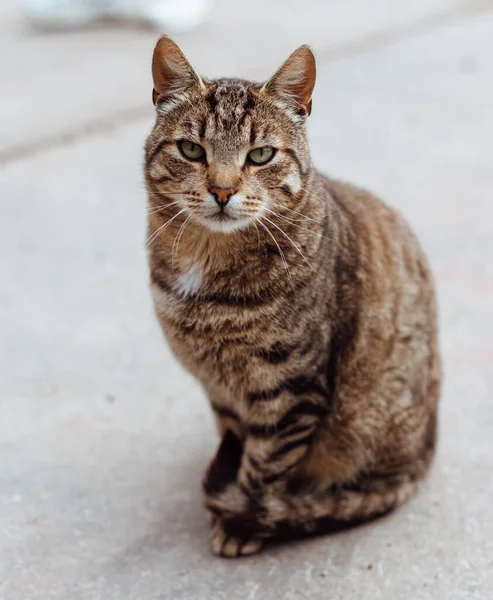 Zavallı çizgili genç bir kedi oturur ve kameraya bakar. Bulanık beyaz arka planda izole edilmiş. Veterinerlik ve reklam modeli.