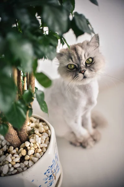 Persian Chinchilla Cat Big Green Eyes Sitting Floor Flower Pot — Stock Photo, Image