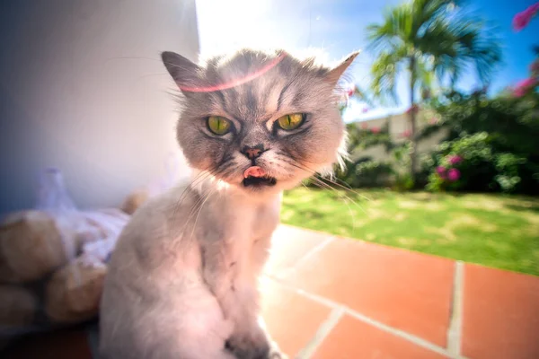 Vista Cerca Del Divertido Gatito Lindo Gris Sonriente Con Ojos — Foto de Stock