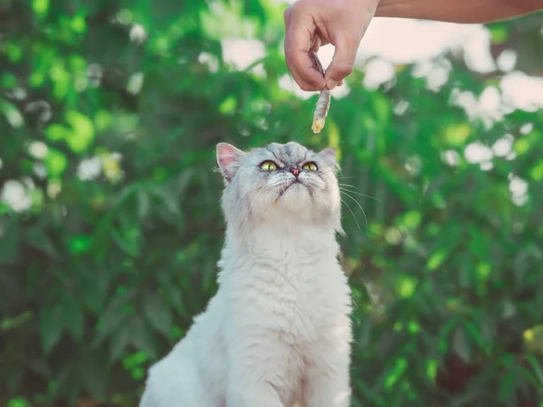 Beautiful grey persian chinchilla cat with green eyes looking on a shrimp. — Stock Photo, Image