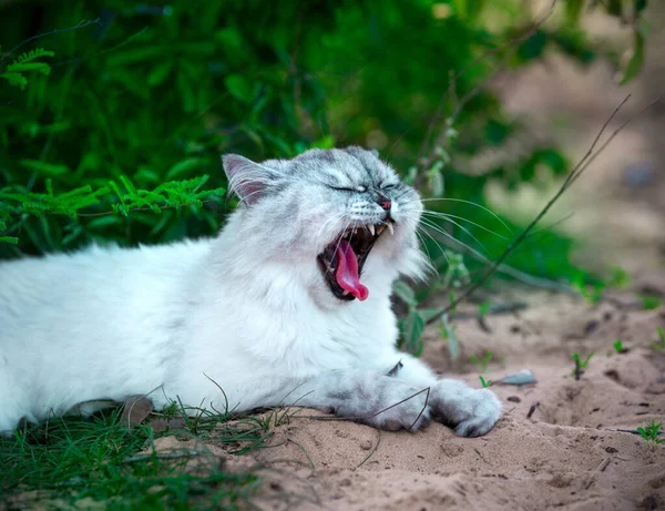 Linda cinza persa chinchila gato deitado na grama e bocejo — Fotografia de Stock