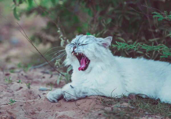 Linda cinza persa chinchila gato deitado na areia e bocejo — Fotografia de Stock