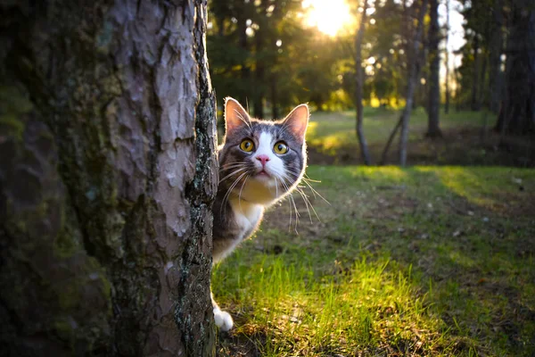 Gato listrado engraçado com olhos verdes brincalhões escondidos atrás da árvore na floresta — Fotografia de Stock