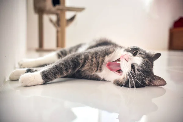 Beautiful striped kitten lying on the floor and yawning — Stock Photo, Image