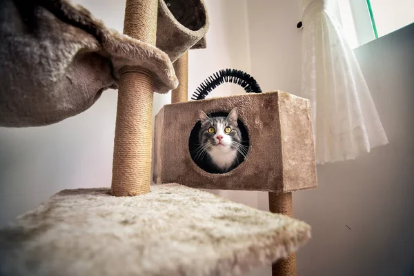 Gato rayado con ojos verdes juguetones sentado en el rascador del gato — Foto de Stock