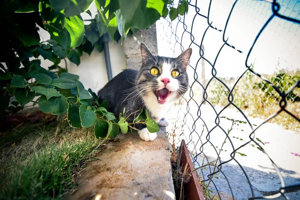 Gatinho listrado bonito com olhos verdes sentados perto da cerca . — Fotografia de Stock