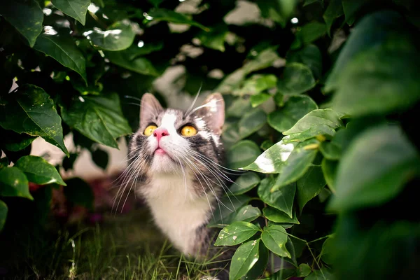 Katten tittar upp i jaktläge i gröna blad. — Stockfoto