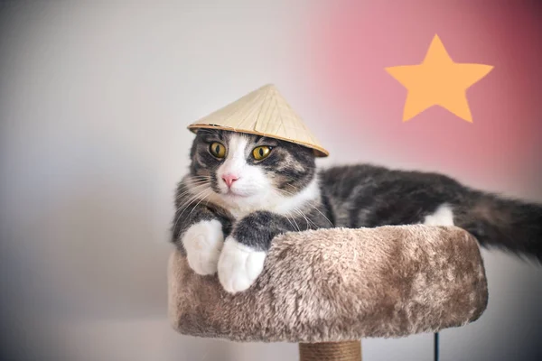 Gatito a rayas divertido en pequeño sombrero vietnamita acostado en la casa del gato — Foto de Stock