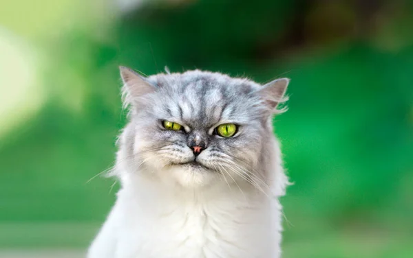 Веселый котенок шиншиллы с красивыми зелеными глазами. Закрыть . — стоковое фото