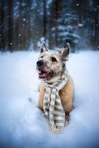 Lovely mutt dog rescued from the pet shelter lying on the snow with scarf.