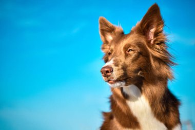 Güzel kahverengi köpek sınırındaki çoban köpeği mavi gökyüzü arka planında ileriye bakıyor..