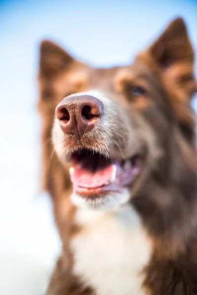 Beautiful brown dog border collie nose and mouth opened in macro. focus on nose — Stock Photo, Image