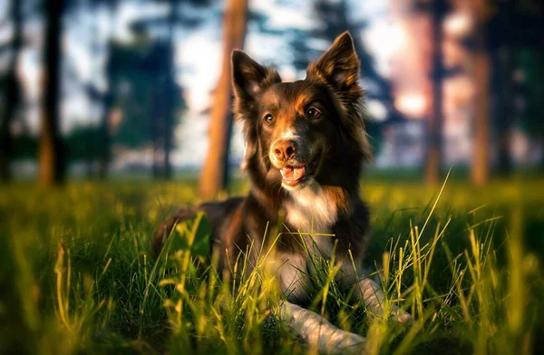 Hermoso, lindo perro collie frontera está acostado en la hierba en el parque durante el amanecer — Foto de Stock