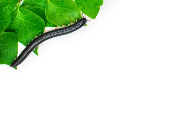 Black julida on the leaf close up. — Stock Photo, Image