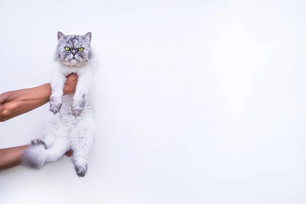 El gato persa en las manos sobre el fondo blanco . — Foto de Stock