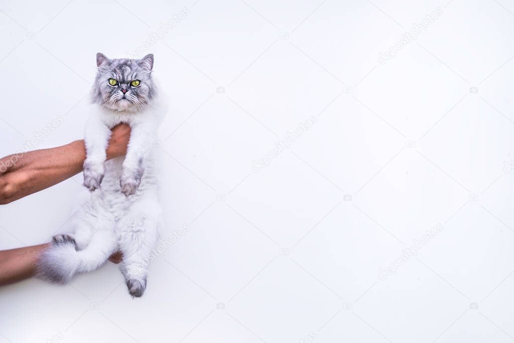 Persian cat in a hands on a white background.