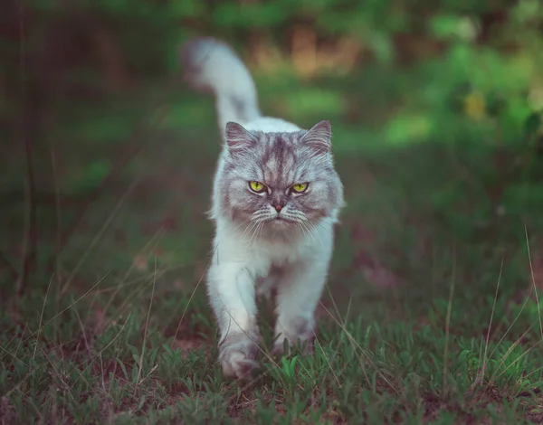 Piękny i dziki kot szynszyla perski z zielonymi oczami spaceruje na zewnątrz. — Zdjęcie stockowe