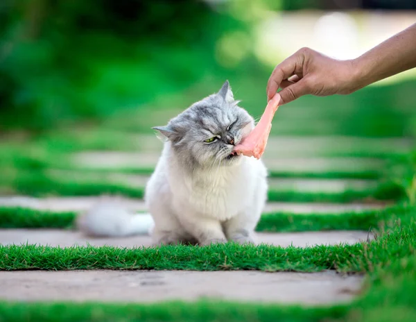 Ταΐζοντας πεινασμένη περσική τσιντσιλά γάτα με ωμό φιλέτο κοτόπουλου. — Φωτογραφία Αρχείου