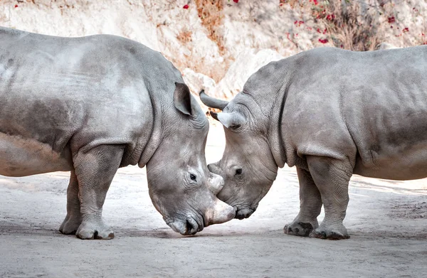 Twee prachtige wilde witte neushoorns hoofd aan hoofd in nationaal park safari — Stockfoto