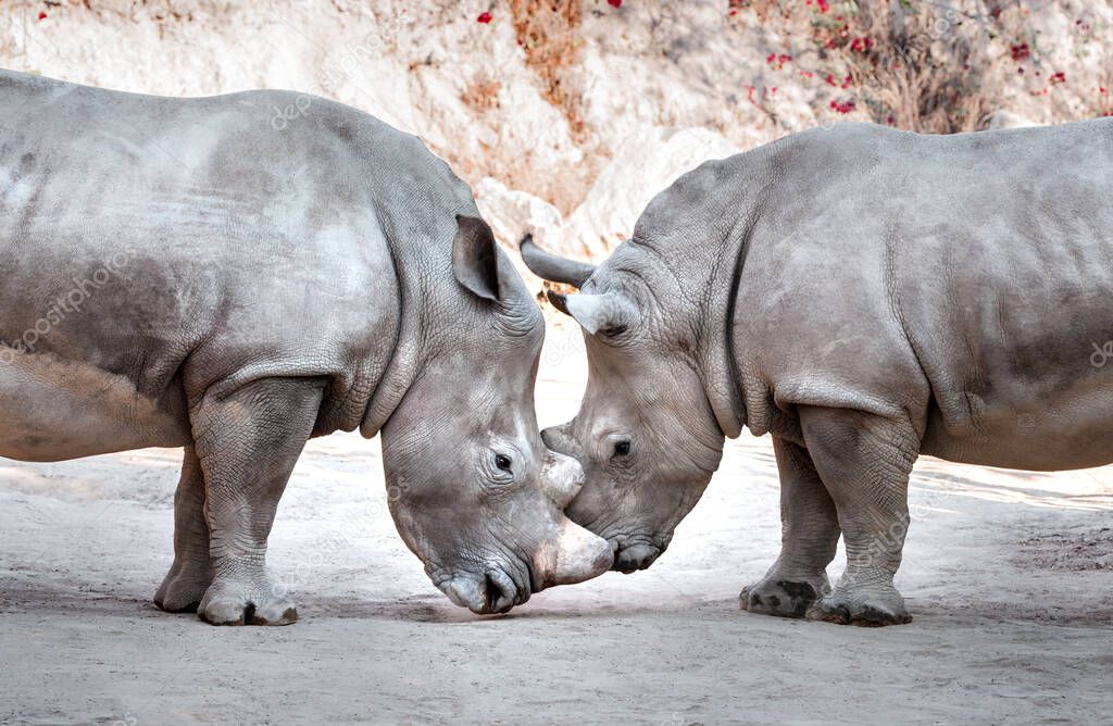 Two beautiful wild white rhinos head to head in national park safari