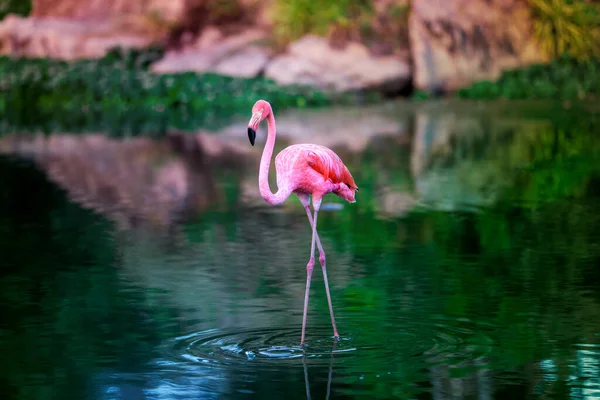 Uccello esotico fenicottero rosa passeggiando in acqua nel laghetto verde al tramonto. Scena naturale della fauna selvatica. Amore e concetto romantico — Foto Stock