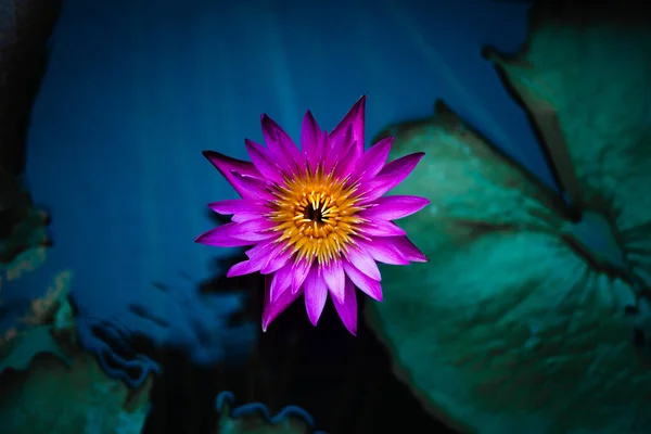 Close up de flor de lírio roxo rosa ou flor de lótus em fundo de superfície de água azul escuro. Sombras e cores naturais da natureza. Fotografia floral — Fotografia de Stock