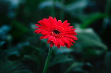 Yeşil arka planda güzel kırmızı gerbera çiçeği. Çiçek fotoğrafçılığı
