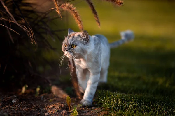 Beautiful and wild groomed persian chinchilla cat with green eyes walking outside on sunset or sunrise. — Stock Photo, Image