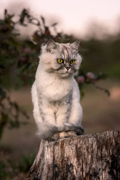 Verspielte grau gepflegte persische Chinchilla-Katze mit grünen Augen sitzt bei Sonnenuntergang auf einem Baumstumpf im Wald. — Stockfoto