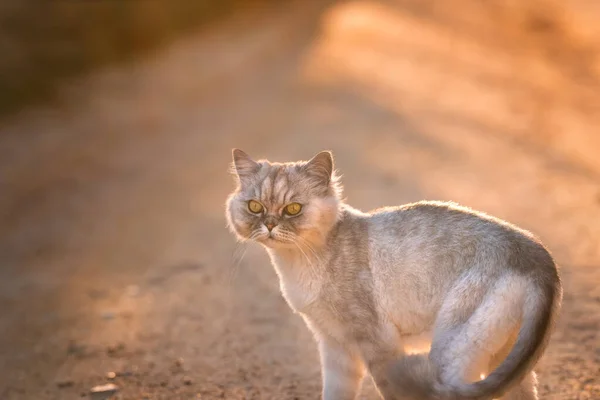 Curioso brincalhão cinza groomed chinchila gato de raça pura persa com grandes olhos verdes em pé fora na estrada ao pôr do sol. Dia de verão ensolarado — Fotografia de Stock