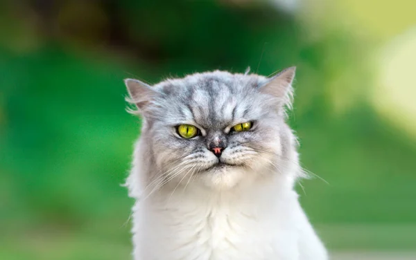 Porträt einer verspielt gepflegten persischen Chinchilla mürrischen Katze mit schönen grünen Augen, die direkt in die Kamera blickt. Nahaufnahme. — Stockfoto