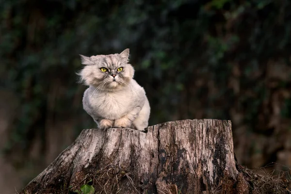 Grave cinza groomed chinchila persa puro gato com olhos verdes sentado em um toco de árvore fora na floresta e olhando para a frente. — Fotografia de Stock