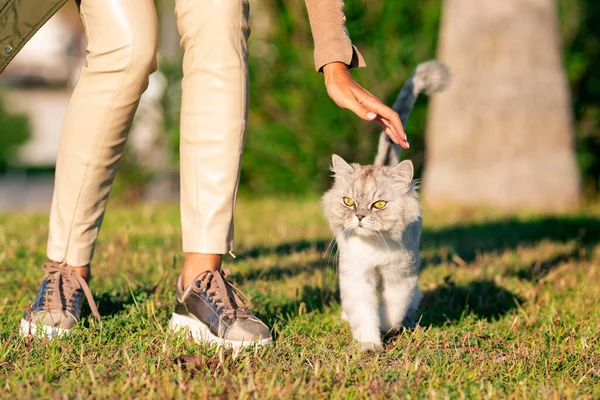 Κομψό κυρία με την όμορφη γκρι καλλωπισμένη περσική τσιντσιλά καθαρόαιμη γάτα της που περπατάει έξω στο ηλιοβασίλεμα. Κατοικίδιο με φωτογραφία ιδιοκτήτη — Φωτογραφία Αρχείου
