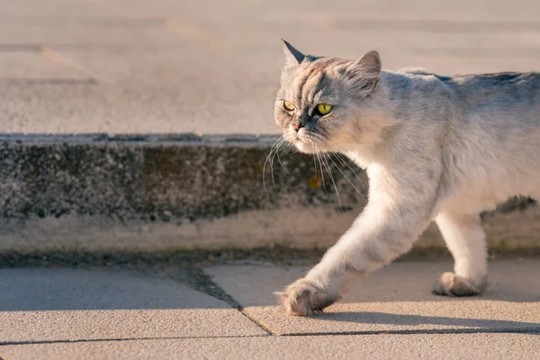 Lost grey groomed persian chinchilla purebred cat with big green eyes walking outside in the city — Stock Photo, Image