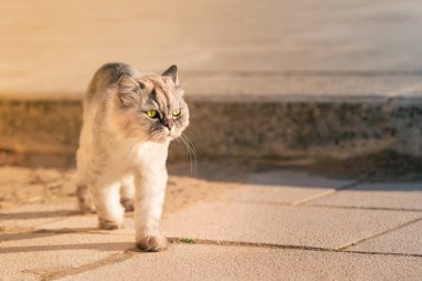 Şehrin dışında yürüyen, büyük yeşil gözlü, safkan kedisini kaybetmiş.
