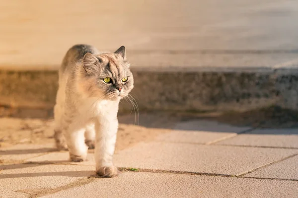 Gato de raça pura groomed cinza perdido com grandes olhos verdes andando fora na cidade — Fotografia de Stock