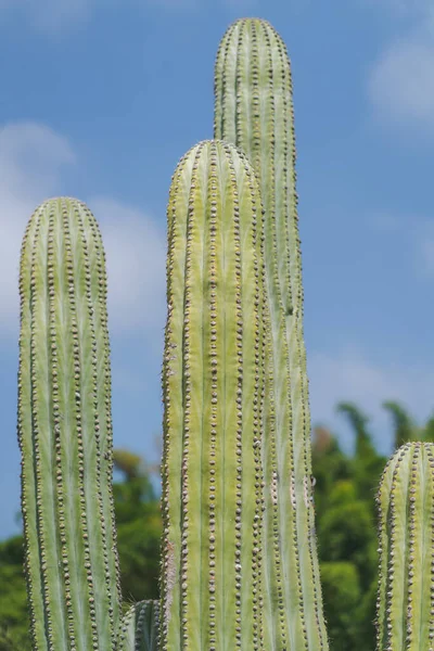 Tall cacti standing in the afternoon sun.