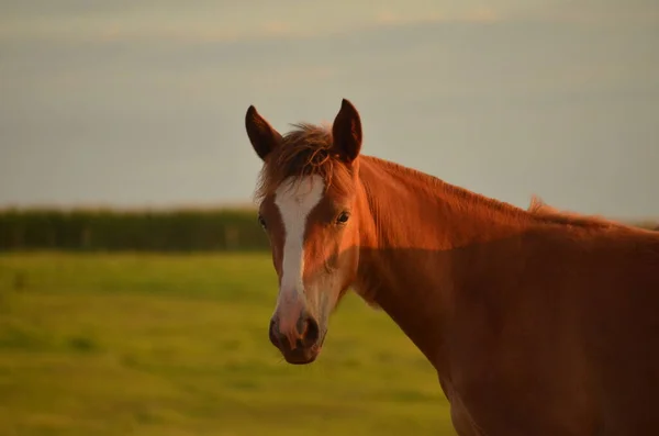 Cavalo Marrom Uma Fazenda Durante Pôr Sol — Fotografia de Stock