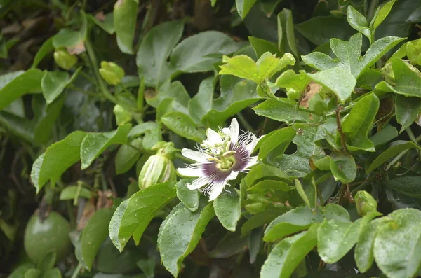 Flor Pasión Passiflora Edulis — Foto de Stock