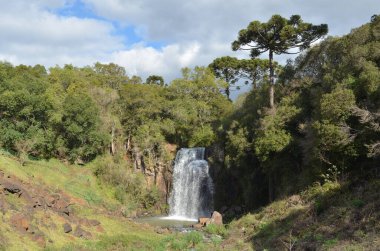 Güney Brezilya 'da Araucaria ağaçlarının yanındaki şelale