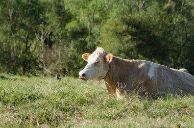 Brezilya 'da sığır besiciliği 