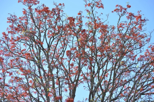 Árvore Erythrina Bonita Com Flores Vermelhas — Fotografia de Stock