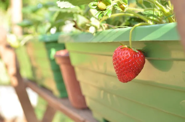 Hemodlade Jordgubbar Ekologiska Färska Frukter — Stockfoto