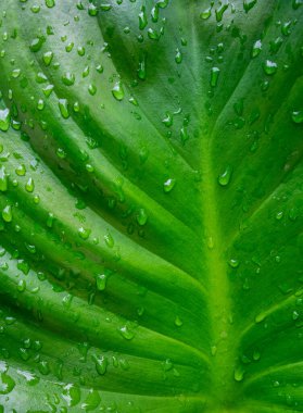 Fon için yemyeşil yaprakların güzel arkaplanı ve damlacıkları. Kopyalama alanı ile odaklamayı kapat.