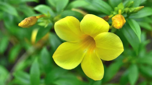 Allamanda Cathartica黄色的花 在阳光下绽放 还有一些花准备绽放 这花在泰国 免版税图库图片